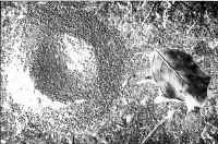 Patterson2.jpg (192217 bytes)